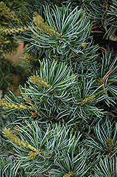 Fukushima White Pine (Pinus parviflora 'Fukushima') at Lakeshore Garden Centres