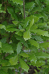 Regal Prince English Oak (Quercus 'Regal Prince') at Lakeshore Garden Centres