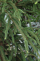 Snake Branch Spruce (Picea abies 'Virgata') at Stonegate Gardens