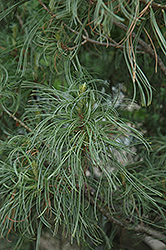 Twisted White Pine (Pinus strobus 'Contorta') at Lakeshore Garden Centres