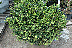Bergman's Gem Oriental Spruce (Picea orientalis 'Bergman's Gem') at A Very Successful Garden Center