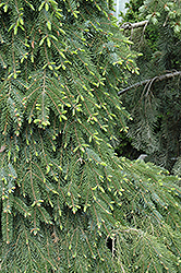 Bruns Weeping Spruce (Picea omorika 'Pendula Bruns') at A Very Successful Garden Center