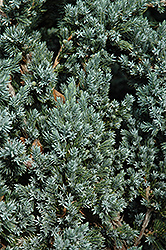 Meyer Juniper (Juniperus squamata 'Meyeri') at A Very Successful Garden Center