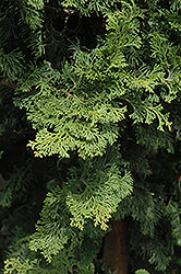 Wells Special Hinoki Falsecypress (Chamaecyparis obtusa 'Wells Special') at A Very Successful Garden Center