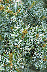 Short-Needled Japanese Blue Pine (Pinus parviflora 'Glauca Brevifolia') at Stonegate Gardens