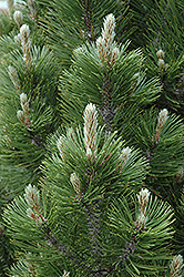 Mint Truffle Bosnian Pine (Pinus heldreichii 'Mint Truffle') at Stonegate Gardens