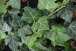 Baltic Ivy (Hedera helix 'Baltica') at Stonegate Gardens