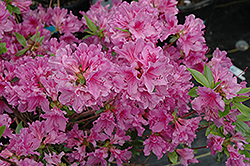 Purple Splendor Azalea (Rhododendron 'Purple Splendor') at A Very Successful Garden Center