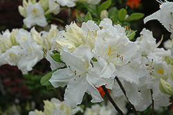 Oxydol Azalea (Rhododendron 'Oxydol') at A Very Successful Garden Center