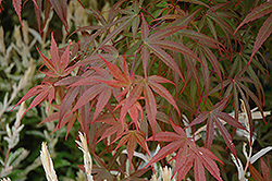 Dwarf Red Pygmy Japanese Maple (Acer palmatum 'Red Pygmy') at Stonegate Gardens