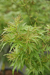 Kamagata Japanese Maple (Acer palmatum 'Kamagata') at A Very Successful Garden Center