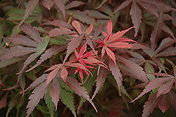 Shaina Japanese Maple (Acer palmatum 'Shaina') at Stonegate Gardens