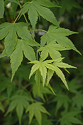 Aoyagi Japanese Maple (Acer palmatum 'Aoyagi') at Stonegate Gardens