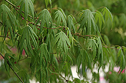 Julia Japanese Maple (Acer palmatum 'Julia') at Stonegate Gardens