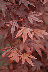 Fireglow Japanese Maple (Acer palmatum 'Fireglow') at A Very Successful Garden Center