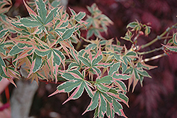 Beni Schichihenge Japanese Maple (Acer palmatum 'Beni Schichihenge') at A Very Successful Garden Center