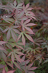 Suminagashi Japanese Maple (Acer palmatum 'Suminagashi') at A Very Successful Garden Center