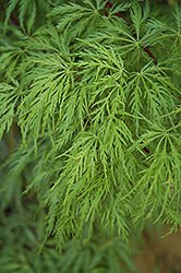 Green Hornet Cutleaf Japanese Maple (Acer palmatum 'Green Hornet') at A Very Successful Garden Center