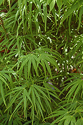 Scolopendrifolium Japanese Maple (Acer palmatum 'Scolopendrifolium') at A Very Successful Garden Center
