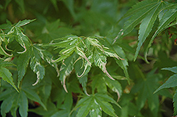 Karasu Gawa Japanese Maple (Acer palmatum 'Karasu Gawa') at Stonegate Gardens