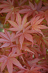 Pixie Dwarf Japanese Maple (Acer palmatum 'Pixie Dwarf') at Lakeshore Garden Centres