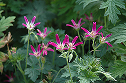 Thurstonianum Cranesbill (Geranium x oxonianum 'Thurstonianum') at Lakeshore Garden Centres