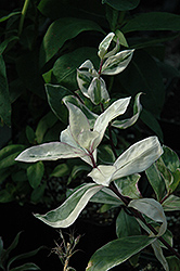 Montrose Tricolor Phlox (Phlox divaricata 'Montrose Tricolor') at A Very Successful Garden Center