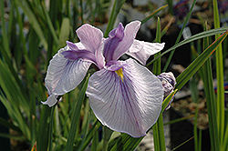 Imperial Magic Japanese Iris (Iris ensata 'Imperial Magic') at A Very Successful Garden Center