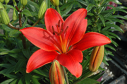 Crimson Pixie Lily (Lilium 'Crimson Pixie') at A Very Successful Garden Center