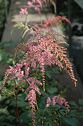 Ostrich Plume Astilbe (Astilbe x arendsii 'Ostrich Plume') at A Very Successful Garden Center