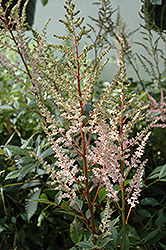 Erica Astilbe (Astilbe x arendsii 'Erica') at A Very Successful Garden Center