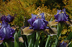 Blueberry Tart Iris (Iris 'Blueberry Tart') at Stonegate Gardens
