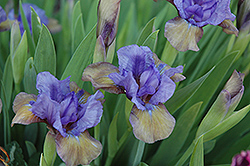 Wizard of Hope Iris (Iris 'Wizard of Hope') at A Very Successful Garden Center