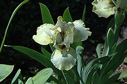 Limesicle Iris (Iris 'Limesicle') at A Very Successful Garden Center