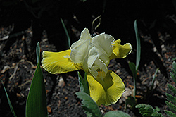 Crown Princess Iris (Iris 'Crown Princess') at A Very Successful Garden Center