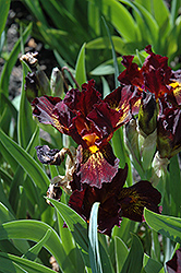 Ruby Passion Iris (Iris 'Ruby Passion') at A Very Successful Garden Center