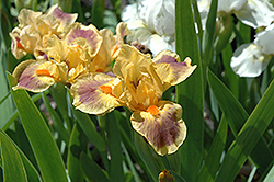 Party Animal Iris (Iris 'Party Animal') at Stonegate Gardens