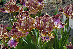 Cyclops Iris (Iris 'Cyclops') at A Very Successful Garden Center