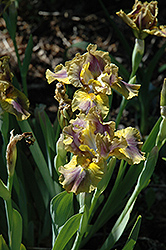 Grease Lightning Iris (Iris 'Grease Lightning') at Stonegate Gardens