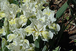 Lime Sensation Iris (Iris 'Lime Sensation') at A Very Successful Garden Center
