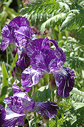 Blueberry Filly Iris (Iris 'Blueberry Filly') at Lakeshore Garden Centres