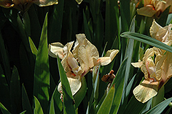 Strawberry Cream Iris (Iris 'Strawberry Cream') at A Very Successful Garden Center