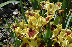 Tiger Print Iris (Iris 'Tiger Print') at A Very Successful Garden Center