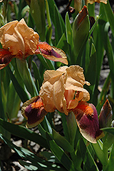 Pele Iris (Iris 'Pele') at Stonegate Gardens
