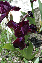 Samptfoechen Iris (Iris 'Samptfoechen') at Stonegate Gardens