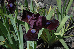 Little Black Belt Iris (Iris 'Little Black Belt') at Stonegate Gardens
