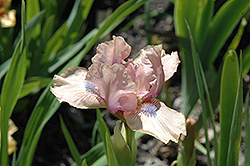 Chanted Iris (Iris 'Chanted') at A Very Successful Garden Center