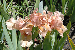 Purr Iris (Iris 'Purr') at A Very Successful Garden Center