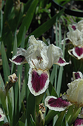 Black Cherry Delight Iris (Iris 'Black Cherry Delight') at Lakeshore Garden Centres