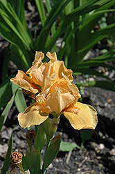 Autumn Maple Iris (Iris 'Autumn Maple') at A Very Successful Garden Center